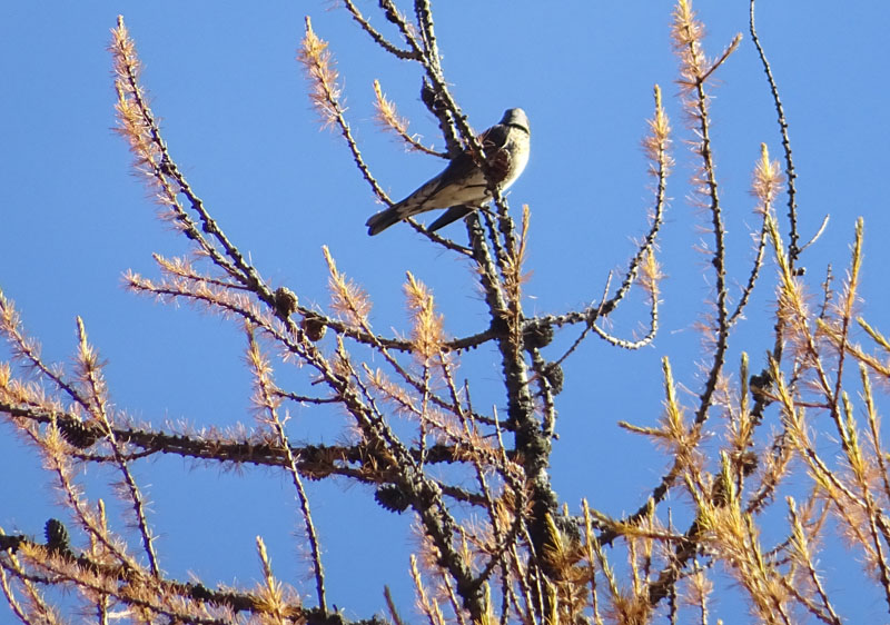 Turdus pilaris - Cesena